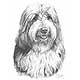 Mike Sibley Bearded Collie