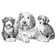 Mike Sibley - Bearded Collie and Friends