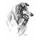 Mike Sibley Rough Collie #1