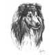 Mike Sibley Rough Collie #2