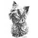 Mike Sibley Yorkshire Terrier